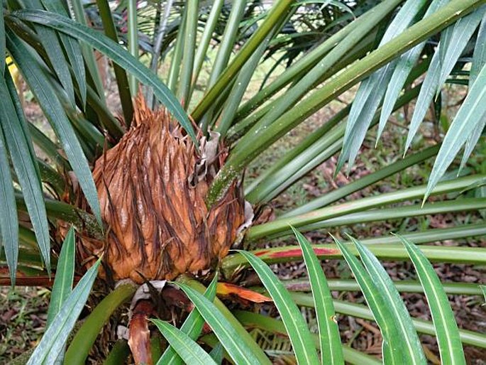 Cycas micronesica