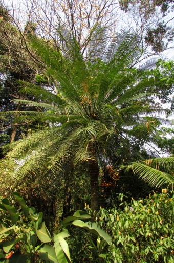 Cycas zeylanica