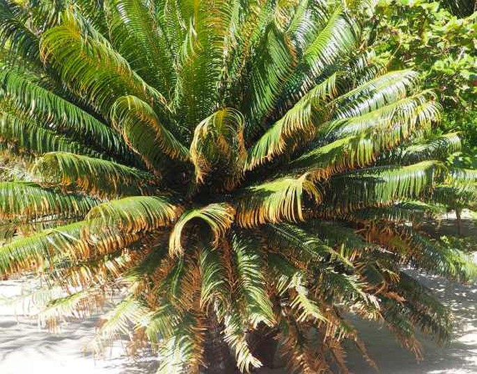 CYCAS EDENTATA de Laub.