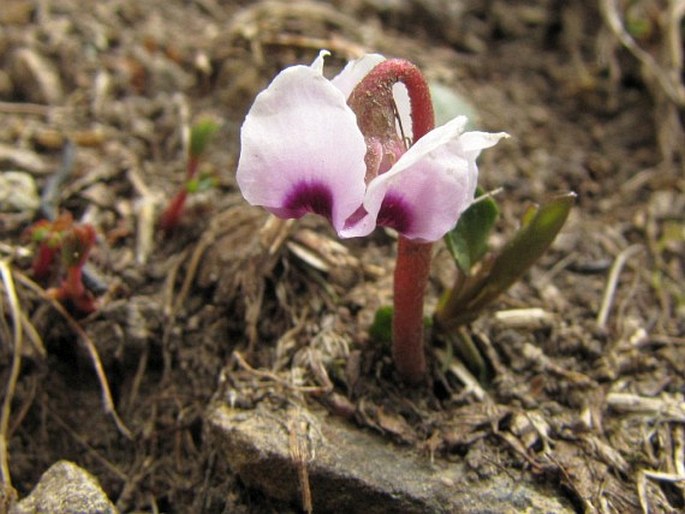 Cyclamen parviflorum