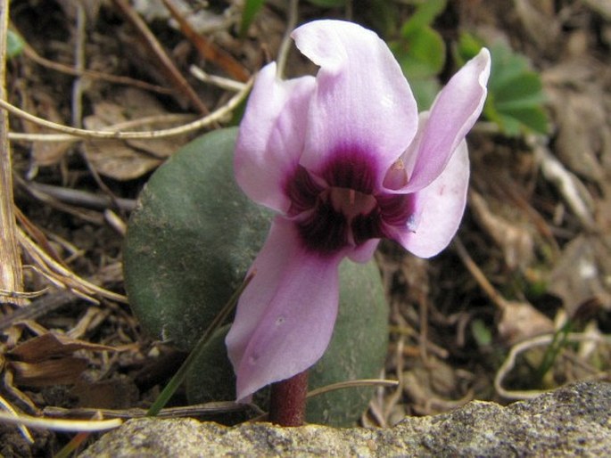 Cyclamen parviflorum