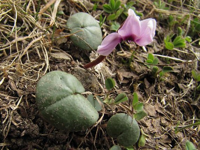 Cyclamen parviflorum