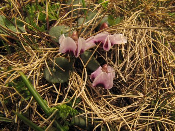 Cyclamen parviflorum