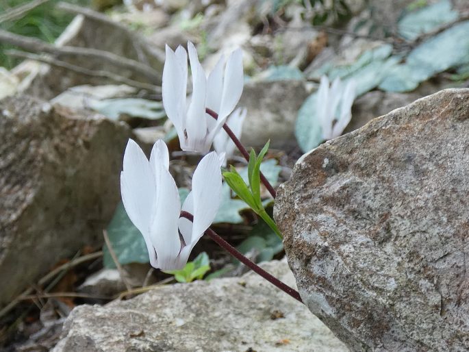 Cyclamen balearicum