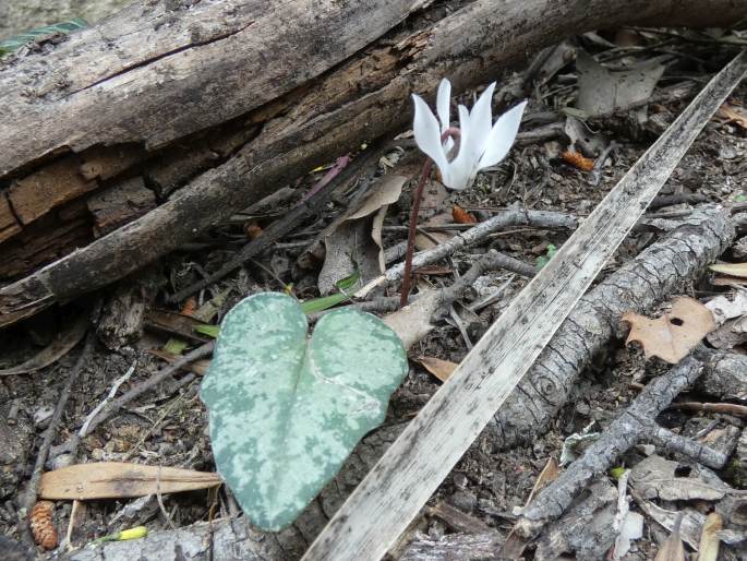 Cyclamen balearicum