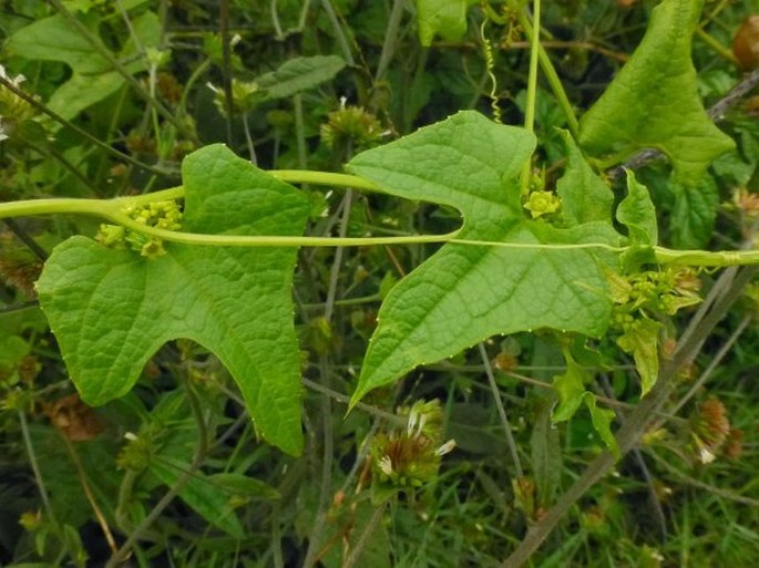 Cyclanthera brachystachya