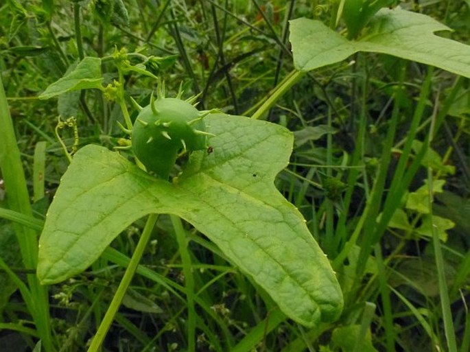 Cyclanthera brachystachya