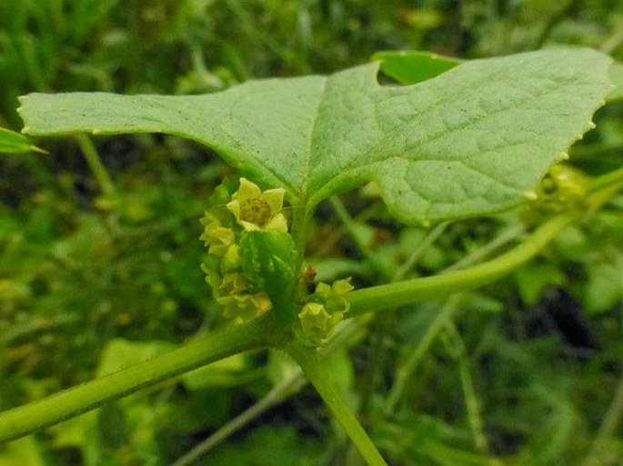 Cyclanthera brachystachya