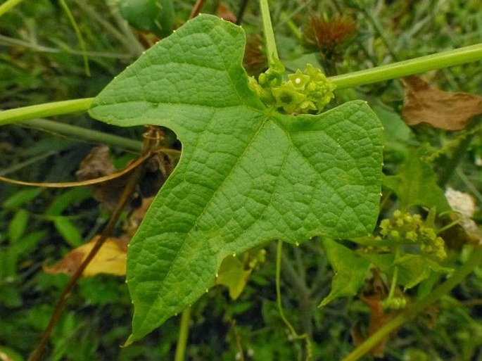 Cyclanthera brachystachya