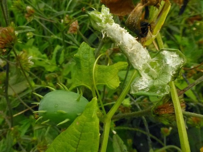 Cyclanthera brachystachya