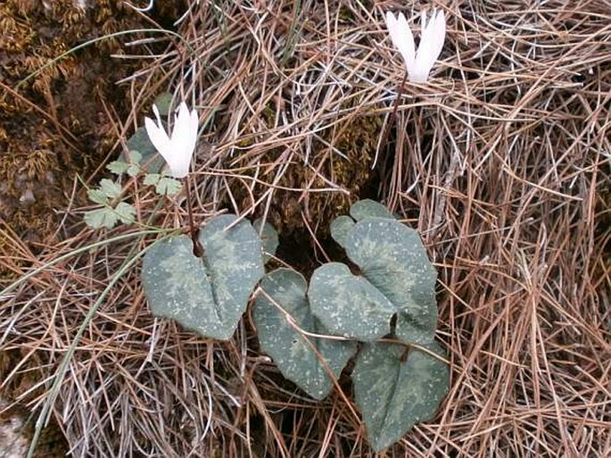 CYCLAMEN CRETICUM (Dörfl.) Hildebr. – brambořík krétský / cyklámen