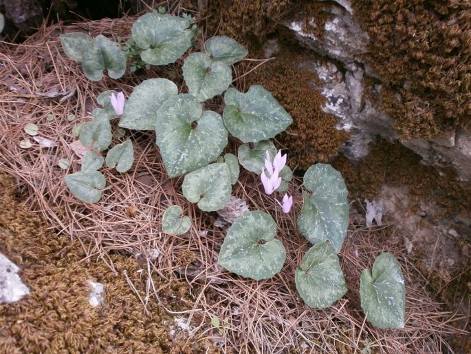 Cyclamen creticum