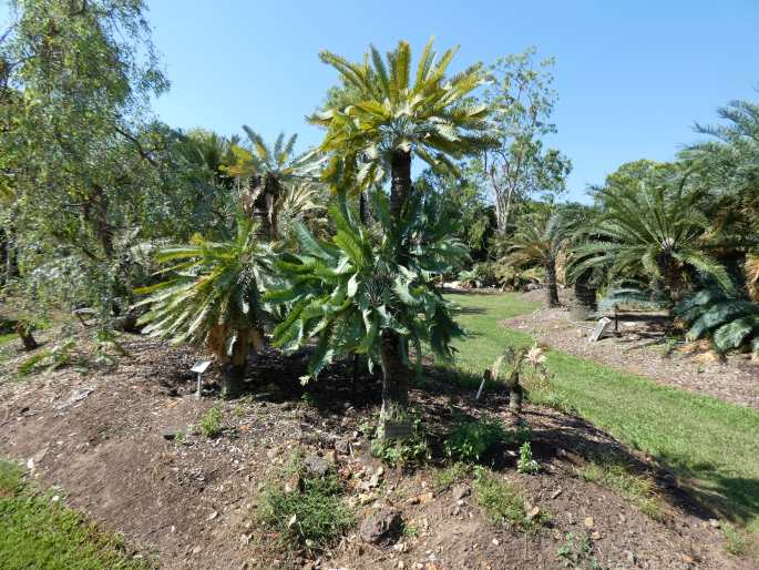 Cycas conferta