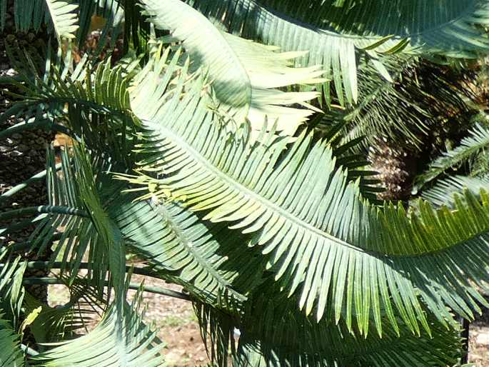 Cycas conferta