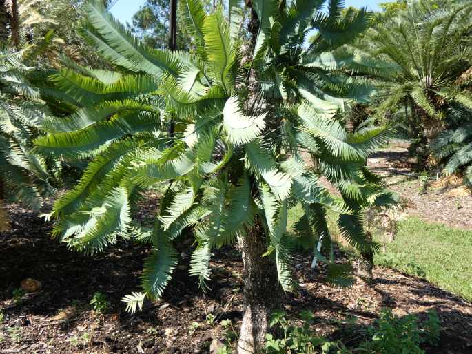 Cycas conferta