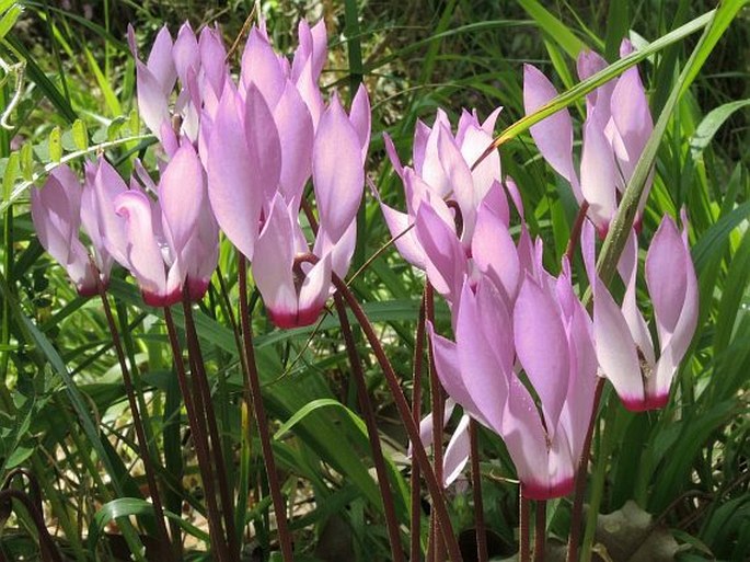 CYCLAMEN REPANDUM subsp. PELOPONNESIACUM Grey-Wilson – brambořík / cyklámen