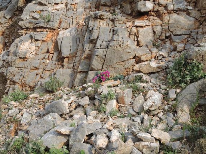 Cyclamen repandum subsp. peloponnesiacum