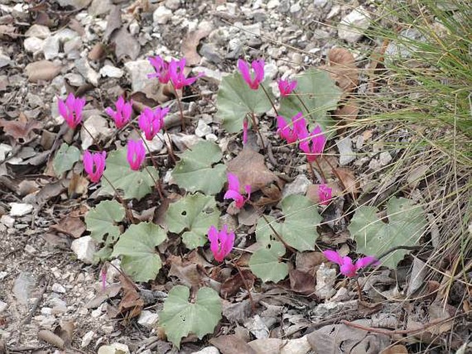 Cyclamen repandum subsp. peloponnesiacum