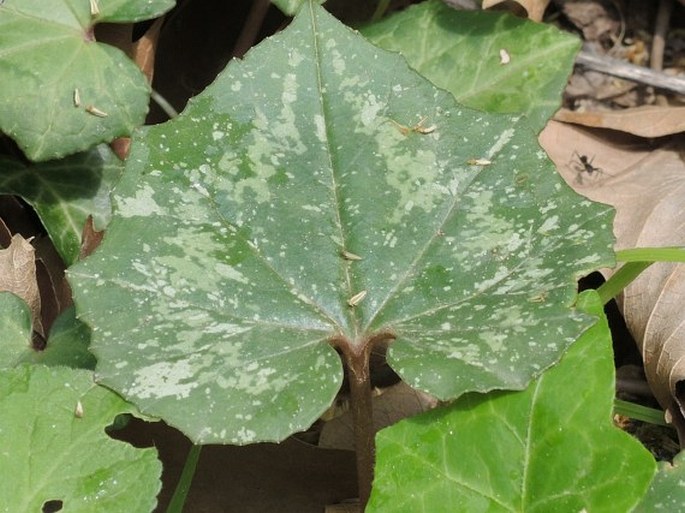 Cyclamen repandum subsp. peloponnesiacum