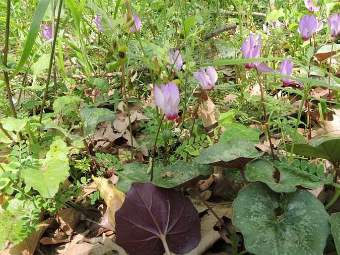 Cyclamen repandum subsp. peloponnesiacum