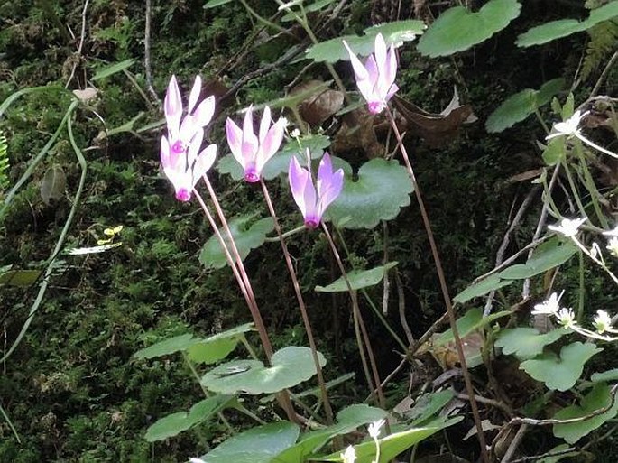 Cyclamen repandum subsp. peloponnesiacum