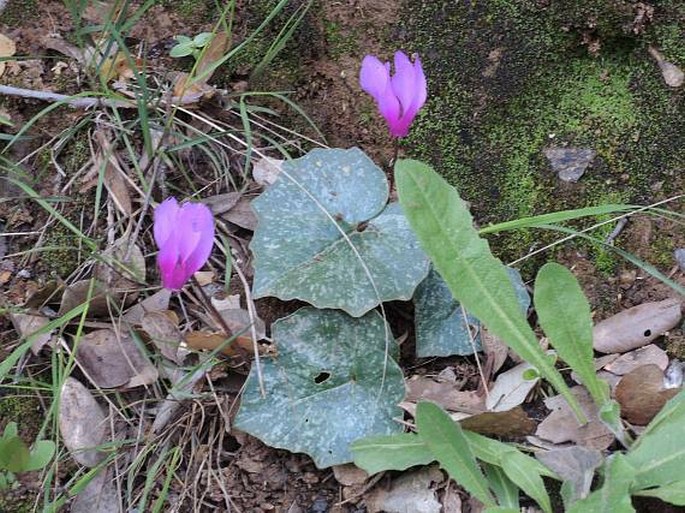 Cyclamen repandum subsp. peloponnesiacum