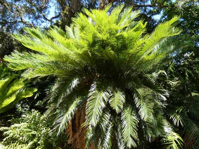 Cycas taitungensis