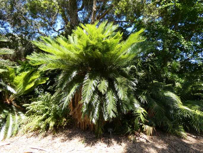 Cycas taitungensis