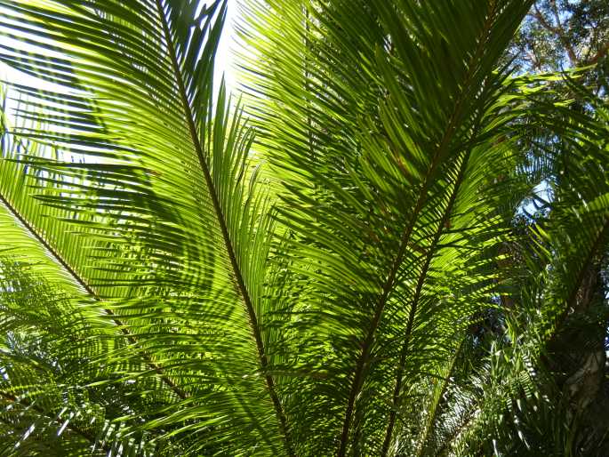 Cycas taitungensis