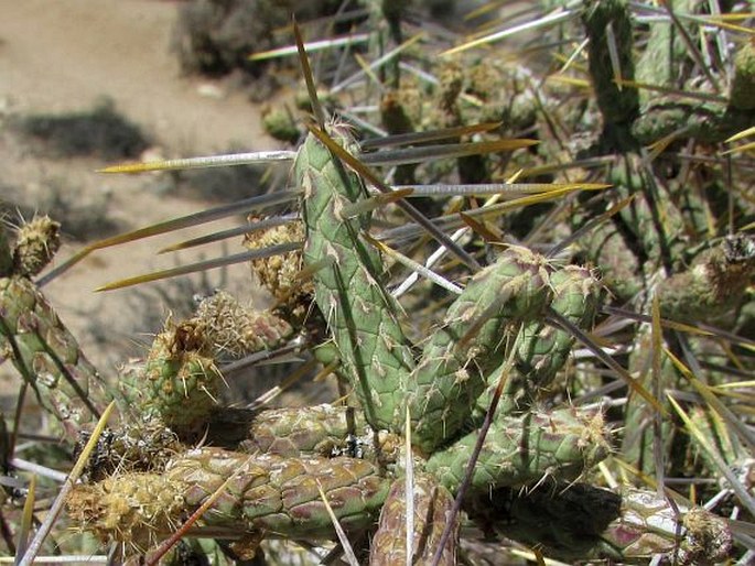 Cylindropuntia ramosissima