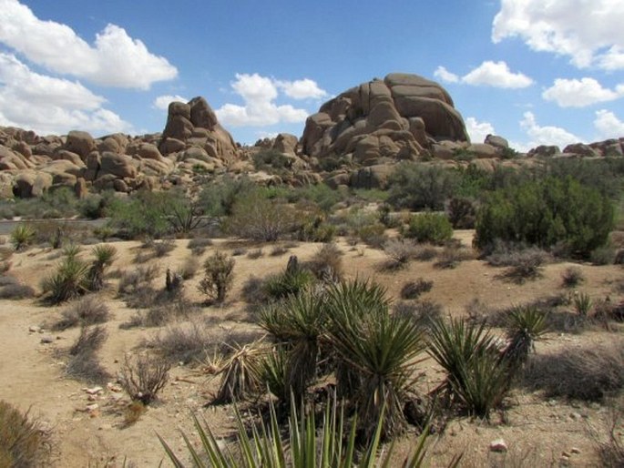 Cylindropuntia ramosissima