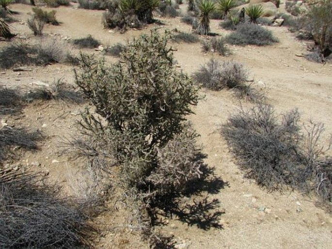 Cylindropuntia ramosissima