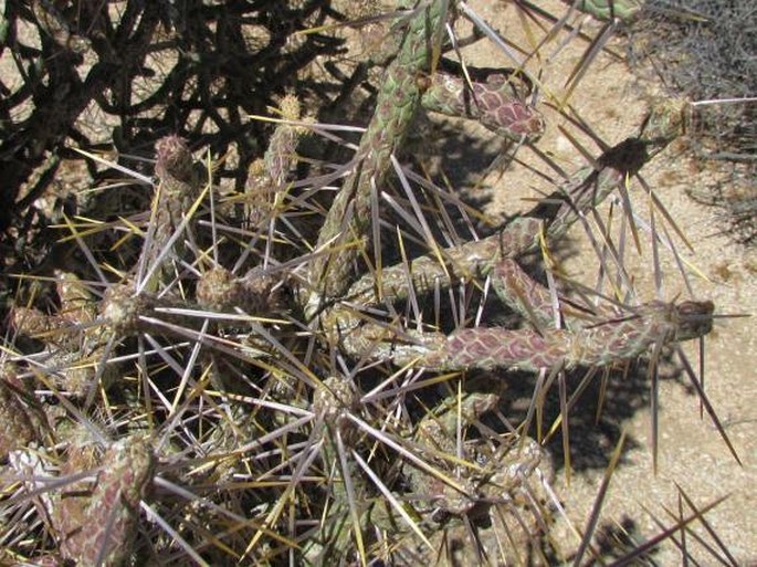 Cylindropuntia ramosissima