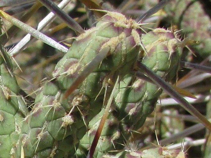 Cylindropuntia ramosissima