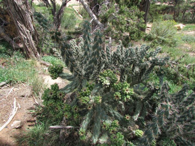 Cylindropuntia whipplei