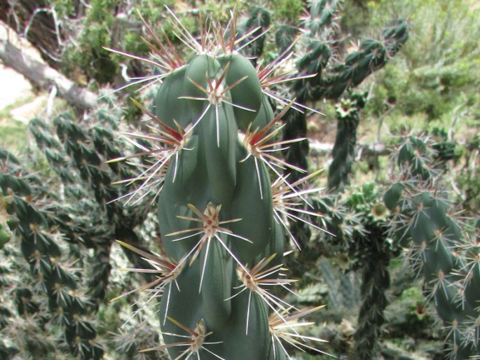 Cylindropuntia whipplei