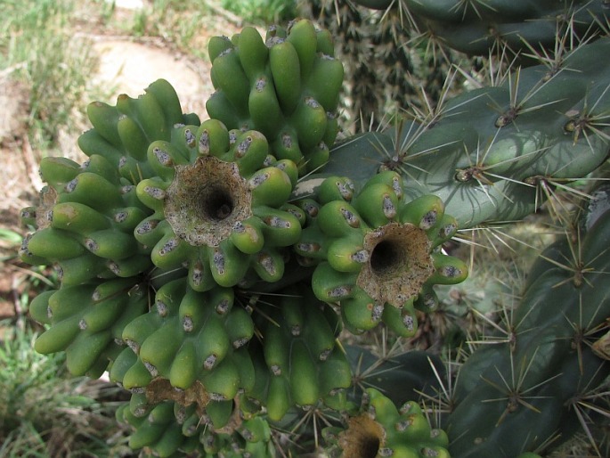 Cylindropuntia whipplei