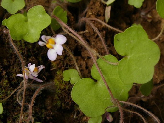 Cymbalaria acutiloba