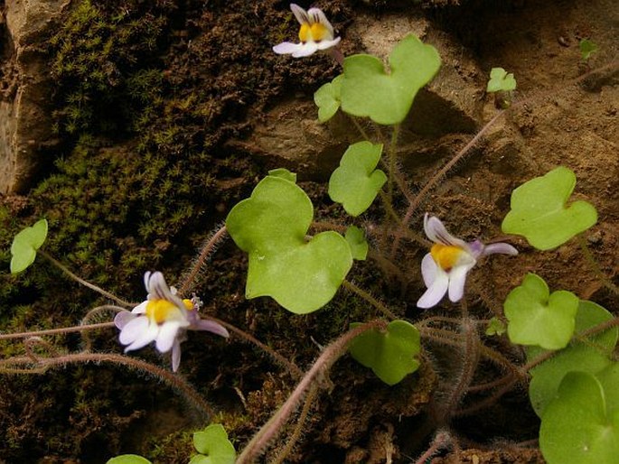 CYMBALARIA ACUTILOBA (Boiss. et Heldr.) Speta – zvěšinec / cymbalok