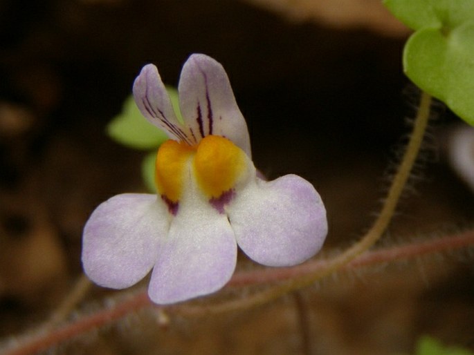 Cymbalaria acutiloba