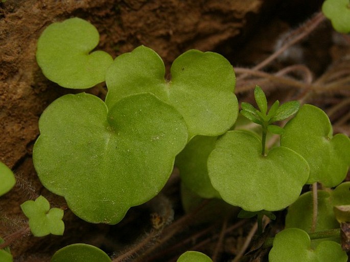 Cymbalaria acutiloba