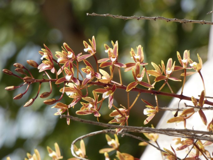 Cymbidium canaliculatum