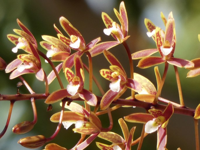 Cymbidium canaliculatum