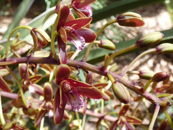 Cymbidium canaliculatum