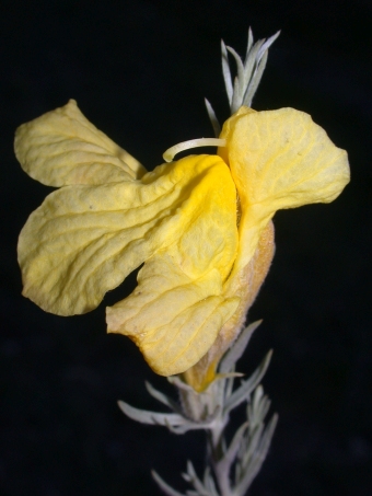 Cymbaria daurica