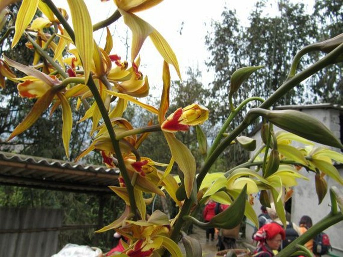 Cymbidium lowianum