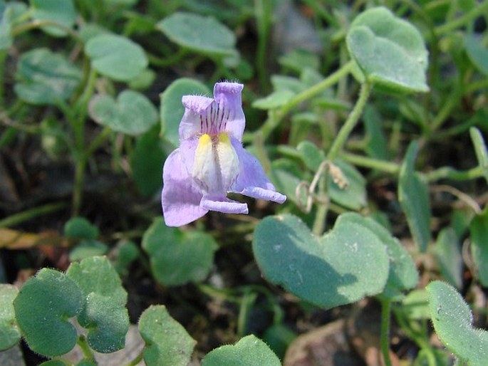 Cymbalaria pallida