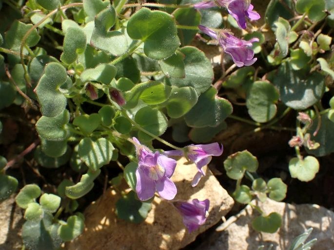 Cymbalaria pallida