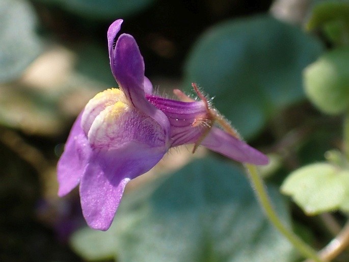 Cymbalaria pallida