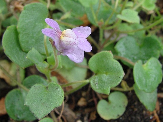 Cymbalaria pallida (Ten.) Wettst.